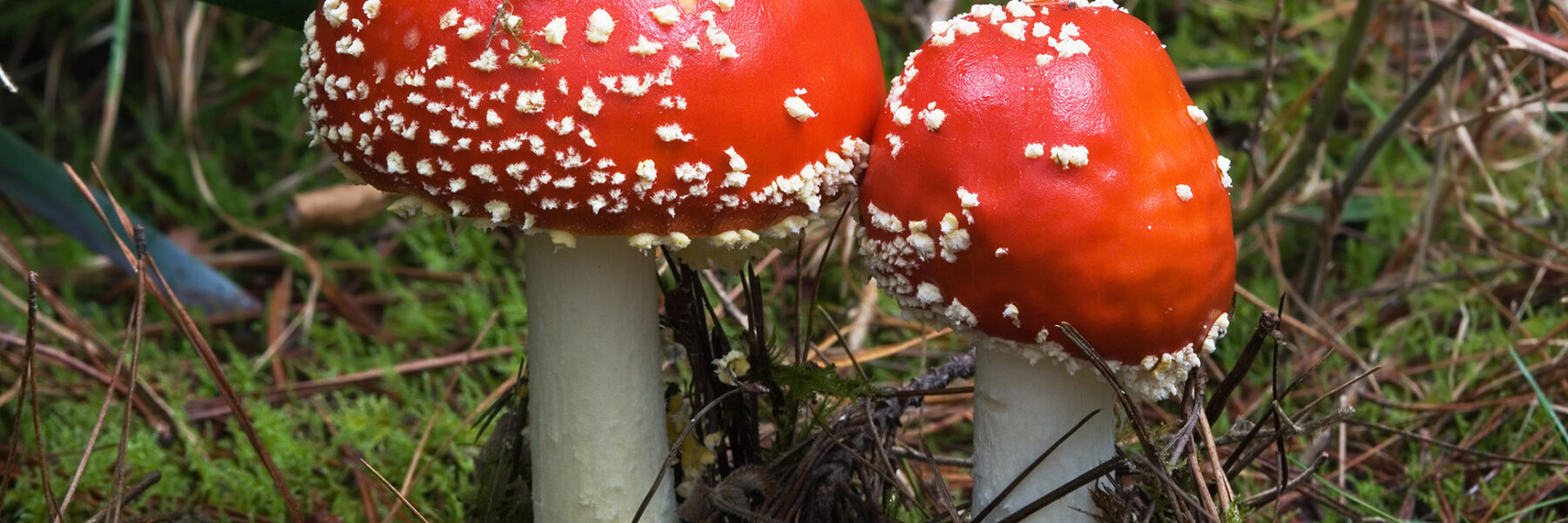 Amanita Muscaria