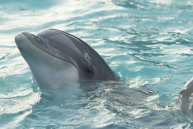 Reasons to Go on Dolphin Tours Charleston